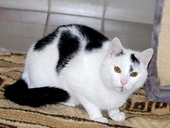 Simba sucht ein Zuhause, in dem er viele Schmuseeinheiten bekommt.