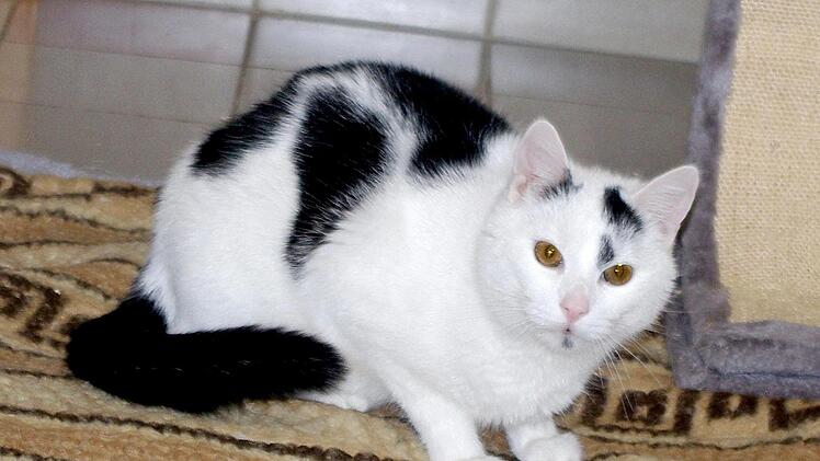 Simba sucht ein Zuhause, in dem er viele Schmuseeinheiten bekommt.