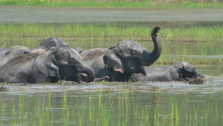 Indien: Deutscher Tourist von Elefant getötet