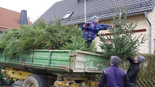 Nicht nur der SSV Lahm-Hesselbach zieht am Wochenende durch die heimischen Straßenzüge, um ausgediente Weihnachtsbäume einzusammeln. Bei den immer beliebter werdenden Knutfesten gehen die Tannen dann in Flammen auf. Foto: Heike Schülein/Archiv