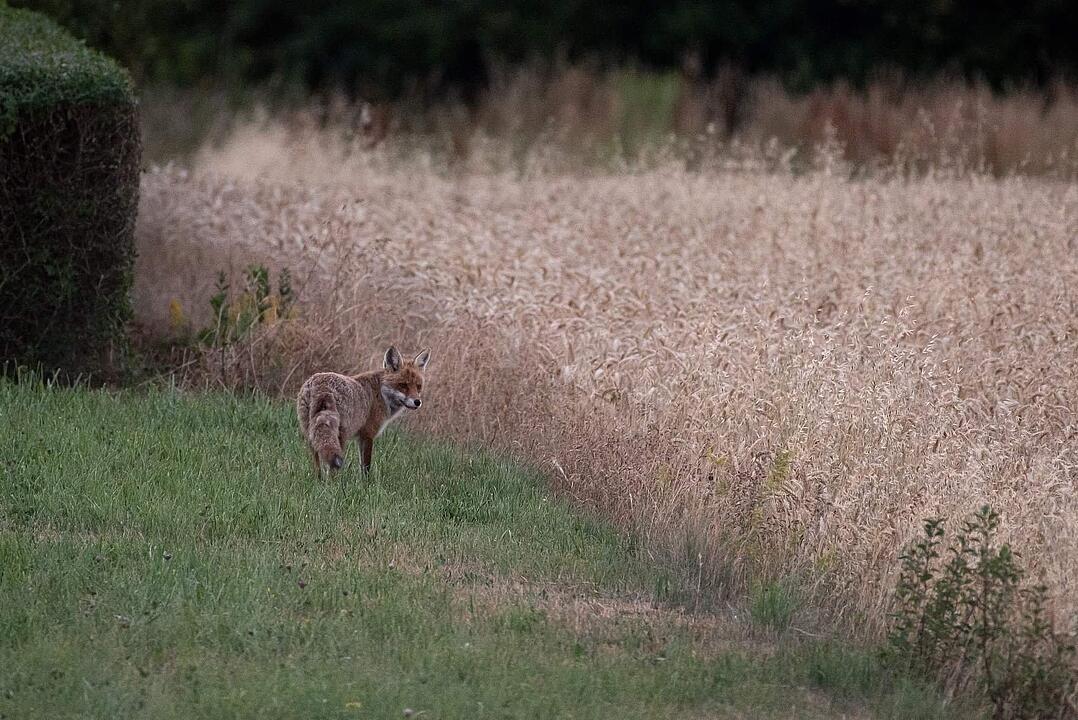 Sommer in Franken: Die schönsten Fotos aus Haßfurt und Umgebung