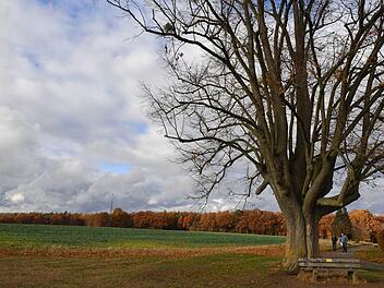Auf dem Feld hinter der Linde  in Richtung Marienkapelle wollen die Stadtwerke den Trinkwasserbehälter errichten. Foto:Ronald Rinklef