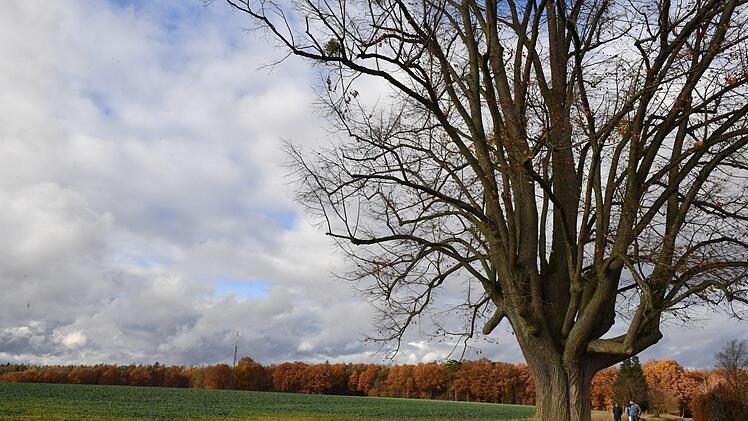 Auf dem Feld hinter der Linde  in Richtung Marienkapelle wollen die Stadtwerke den Trinkwasserbehälter errichten. Foto:Ronald Rinklef