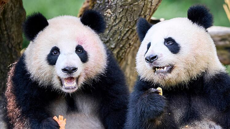 Panda-Zwillinge Leni und Lotti feiern zweiten Geburtstag