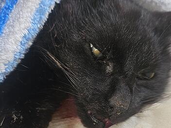 Oberhaching: Katze schwer verstümmelt und fast vollständig enthauptet– Peta setzt Belohnung von 1000 Euro aus