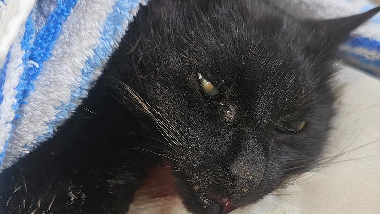 Oberhaching: Katze schwer verstümmelt und fast vollständig enthauptet– Peta setzt Belohnung von 1000 Euro aus