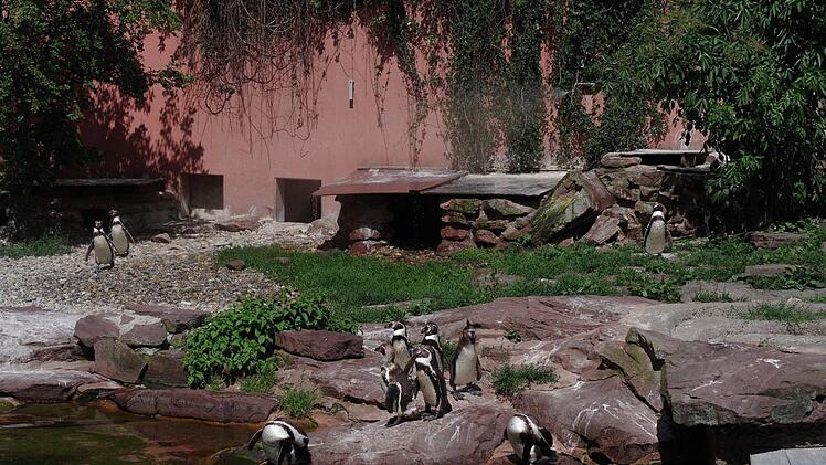 Die Pinguine verziehen sich gern unter  einen eigens installierten Sprühnebel. Foto:. Helmut Mägdefrau