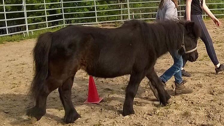 Das Mini Shetland Pony "Blümchen" ist entführt worden. Hinweise nimmt die Polizei Lichtenfels entgegen. Foto: Polizei