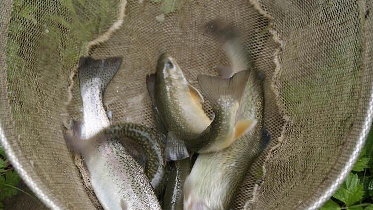 Quietschfidel sind die einjährigen Forellen aus dem obersten Teich.