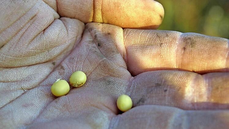 Drei bis vier Bohnen sind in jeder Hülse.