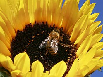 Bienen haben Hochsaison. Foto: Tobias Hase/dpa