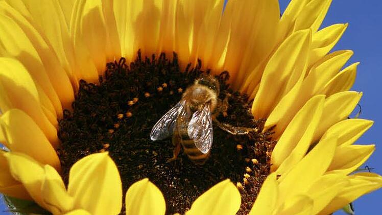 Bienen haben Hochsaison. Foto: Tobias Hase/dpa