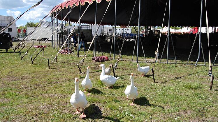 Zirkus Voyage in Bad Kissingen 2016. Foto: Sigismund von Dobschütz