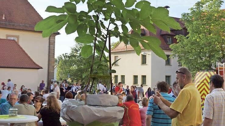 Noch ein zartes Pflänzchen, aber vielleicht einmal ein gestandener Bürgermeisterbaum Foto: Johannes Michel