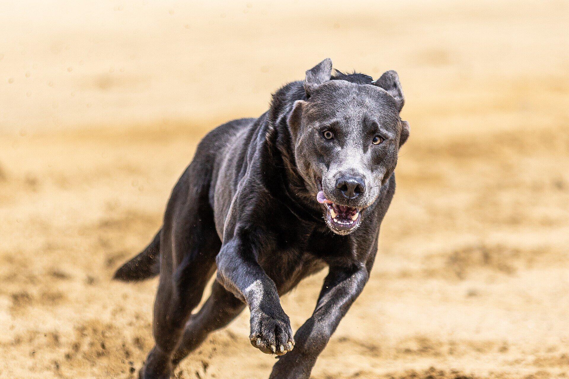 Wildernder Hund erneut in Dinkelsbühl gesichtet Polizei schnappt