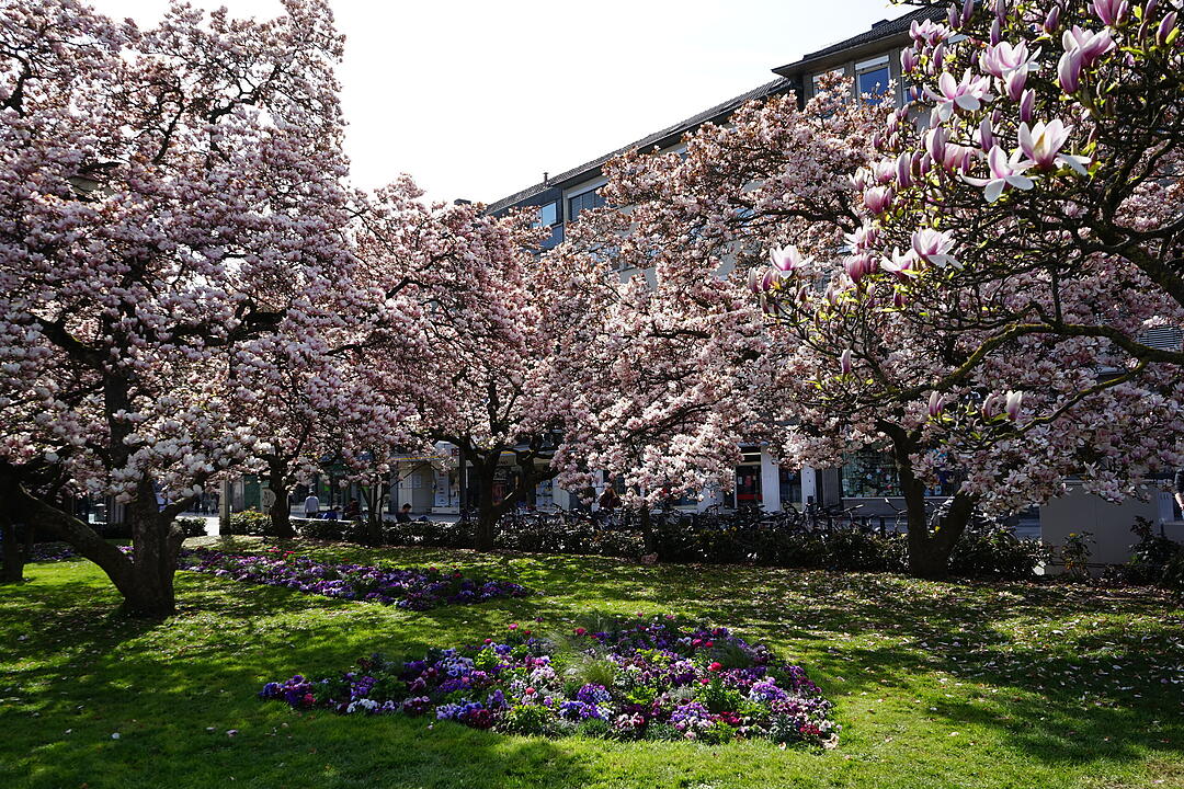 Blühendes Würzburg