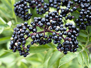 Сluster of black elderberries. Elderberry bush with berries  von Volodymyr