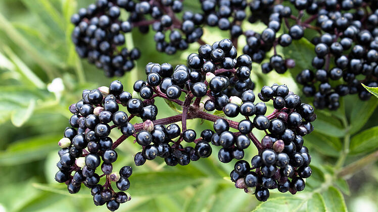 Сluster of black elderberries. Elderberry bush with berries  von Volodymyr