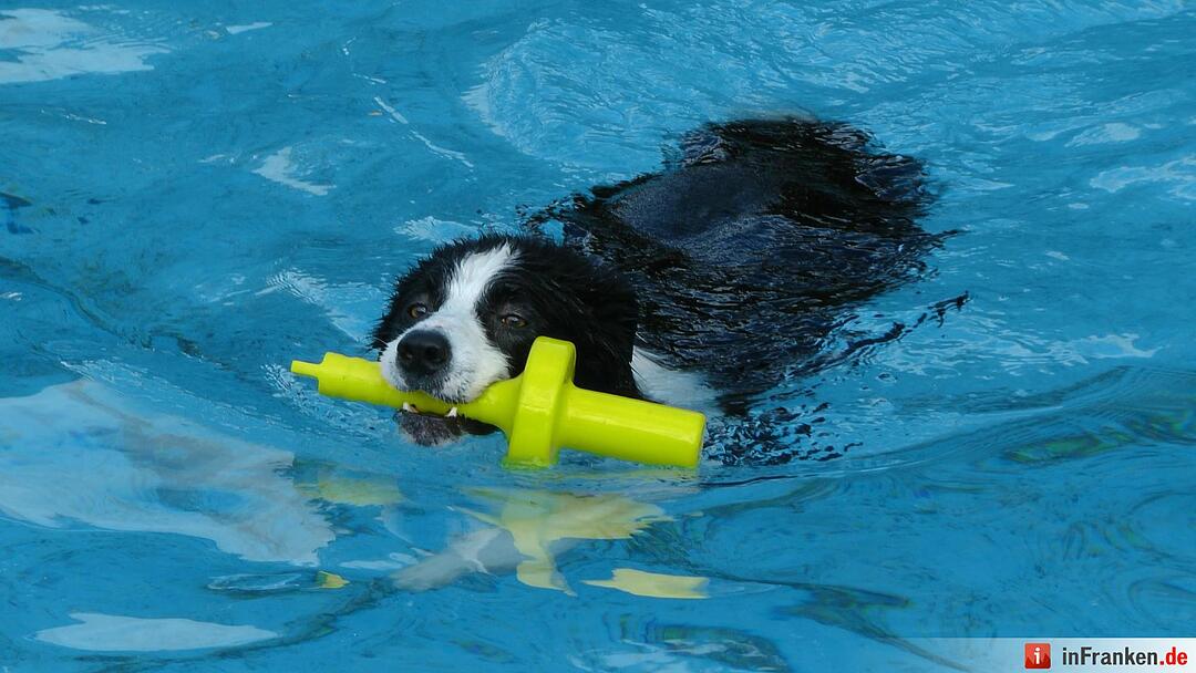 Hundebadetag im Freibad Eltmann