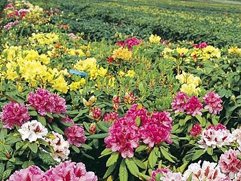 Im Juragebiet wachsen viele Rhododendren wie hier auf einem Feld. (Symbolbild: dpa)