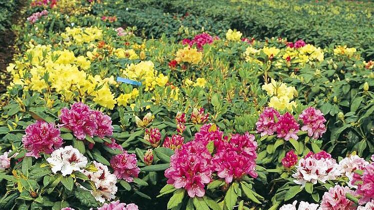 Im Juragebiet wachsen viele Rhododendren wie hier auf einem Feld. (Symbolbild: dpa)