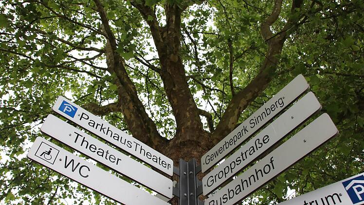 Blick auf die Platanen. Foto: Ralf Ruppert