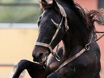 Mit quietschenden Reifen und hupend erschreckte ein Autofahrer ein Pferd in Selb derma&szlig;en, dass dieses scheute und auf seine Reiterin st&uuml;rzte. Foto: Matilde Campodonico/AP/dpa