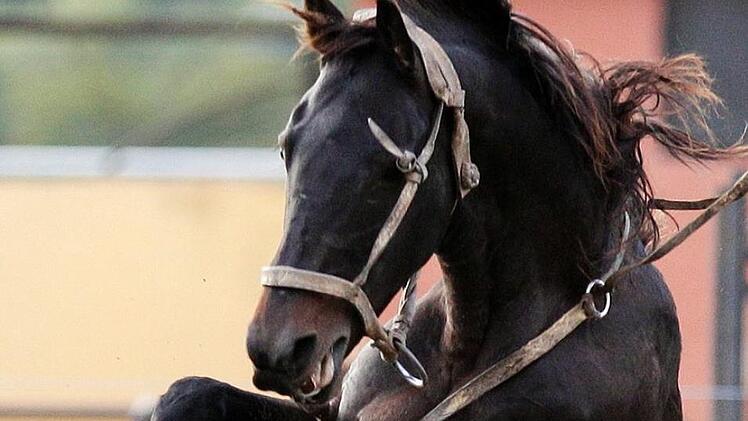 Mit quietschenden Reifen und hupend erschreckte ein Autofahrer ein Pferd in Selb derma&szlig;en, dass dieses scheute und auf seine Reiterin st&uuml;rzte. Foto: Matilde Campodonico/AP/dpa