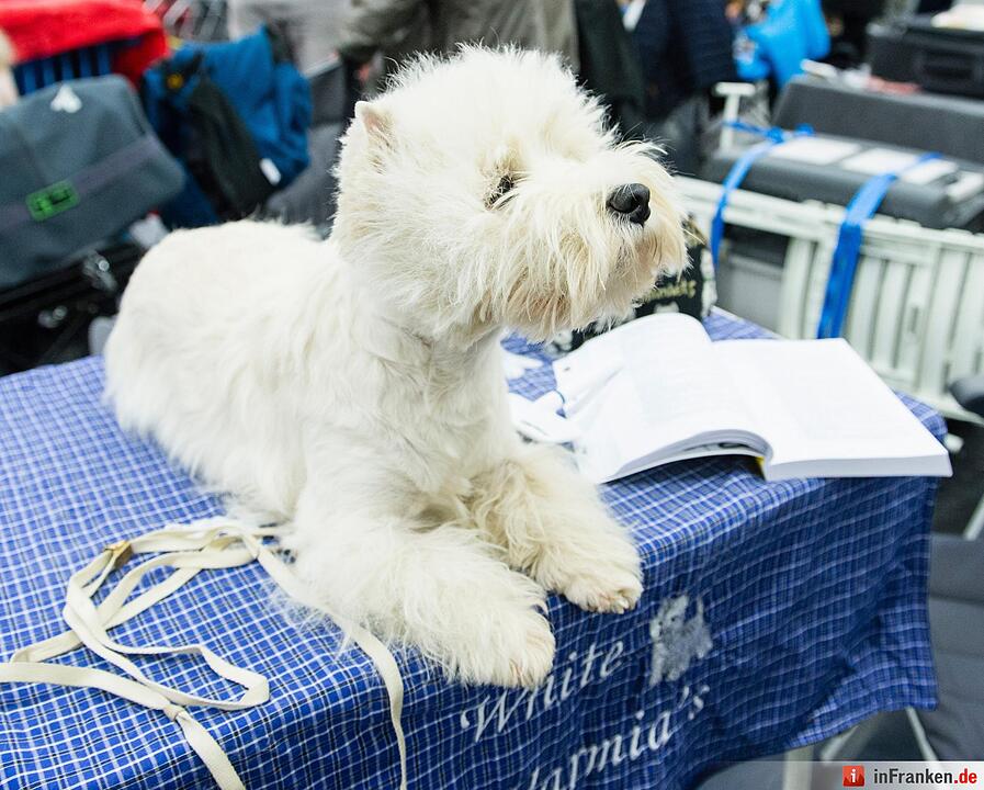 Internationale Rassehunde-Ausstellung «Cacib» in Nürnberg