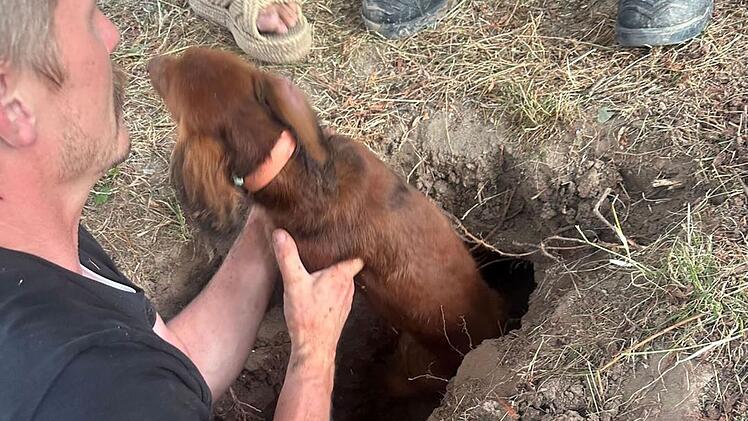 Tierische Rettung in Oberreichenbach: Hund steckt in Rattenbau fest - Besitzer scheitert bei Rettungsversuch