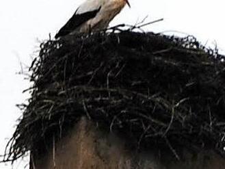 Der Storch war in den letzten Tagen eifrig dabei, das Nest auf dem Schlot des Gasthofes "Zur Sonne" auszubessern.  Foto: HV