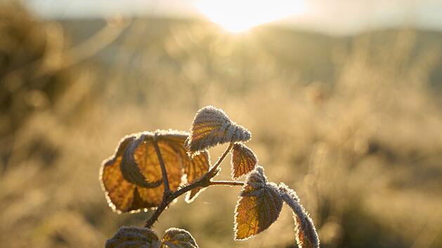Frost-Nächte in Franken? Noch ist es dafür zu warm