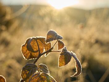 Frost-Nächte in Franken? Noch ist es dafür zu warm