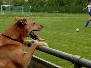 Wenn Kicker auf den Hund kommen