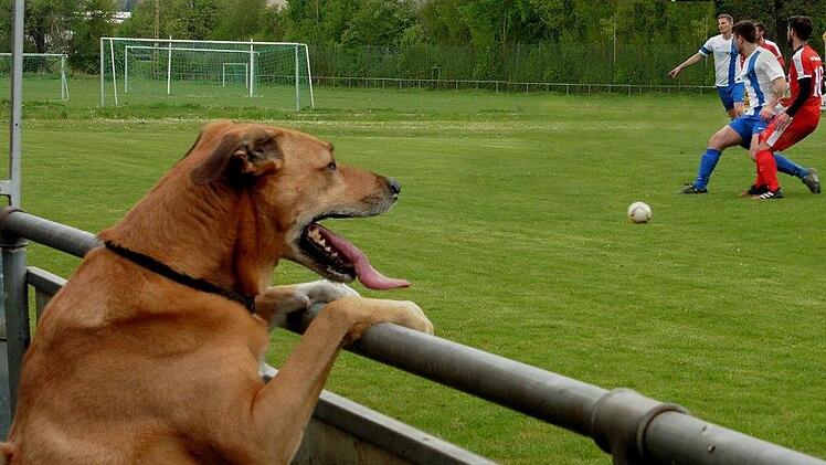 Wenn Kicker auf den Hund kommen