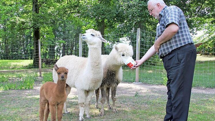 Auch einen kleinen Tierpark hat der Schlossherr im Lauf der Jahre angelegt. Das Alpaka-Baby kam hier 2014 zur Welt.