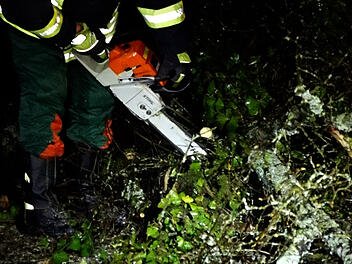 Ungewöhnlicher Unfall in Bamberg: 15 Meter hoher Baum fällt auf Auto