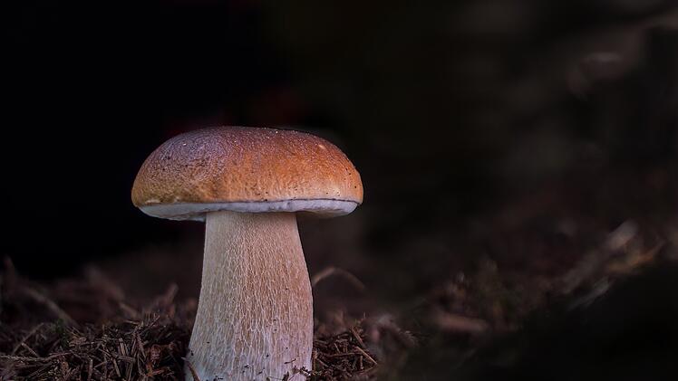 Verwechselt werden kann der Steinpilz mit dem Satans-Röhrling oder dem Gallen-Röhrling.