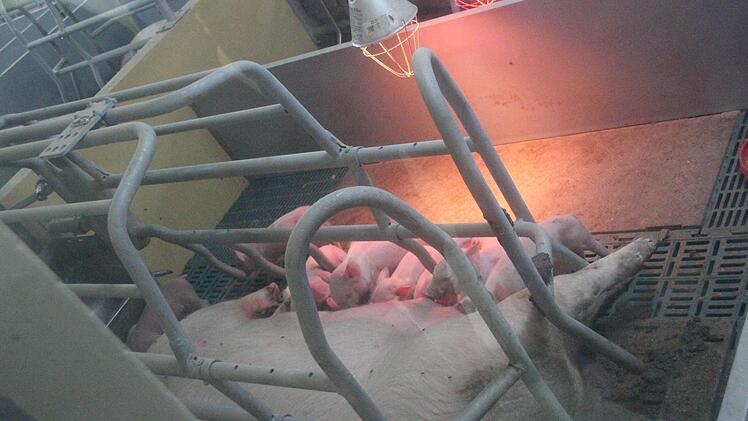 Die Ferkel werden von ihrer Mutter gesäugt. Foto: Friedwald Schedel