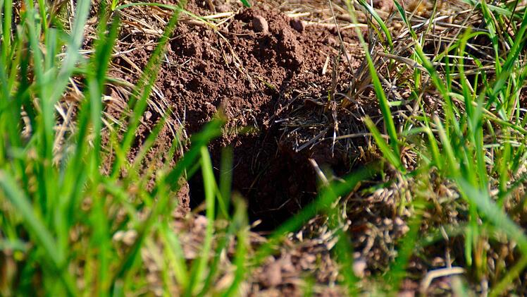 Der Sportplatz in Wollbach ist durchlöchert von solchen Mäusegängen. Foto: K.athrin Kupka-Hahn