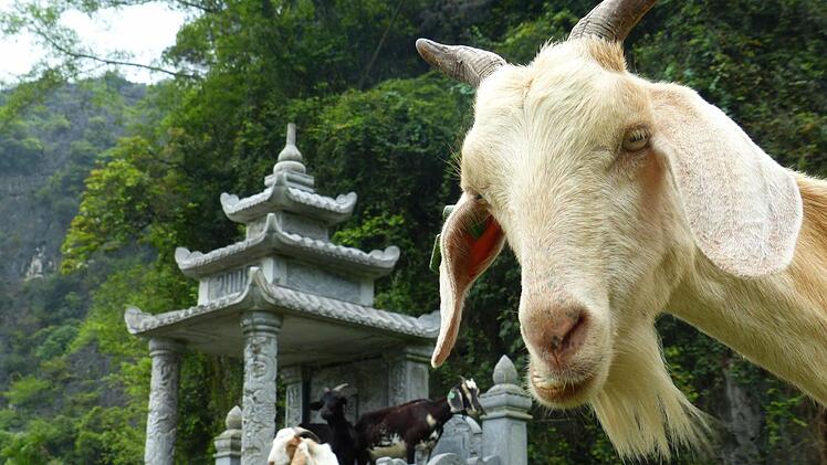 Tempel der Ziegen: Niemand stört sich daran, dass die Tiere das Heiligtum in Beschlag nehmen.