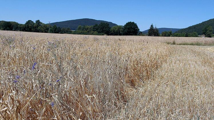 Nur 40 Zentimeter messen die Halme. Normalerweise m&uuml;sste die Wintergerste jetzt doppelt so hoch stehen.