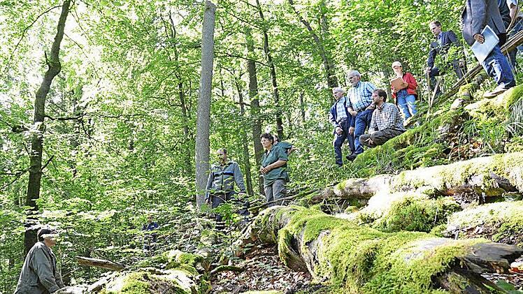 Ringen um Totholz. Naturschützer hätten gern mehr Stämme im Wald, die liegen bleiben, bis Pilze und Mikroorganismen sie zersetzt haben. Waldbauern sehen da einen entgangenen Gewinn - der kann durch Fördermittel ausgeglichen werden. Foto: Rainer Lutz