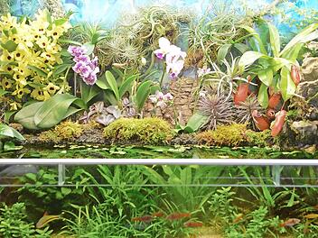 Unten im Wasser schwimmen die Fischlein, oben "an Land" gedeihen die Orchideen: Blick in Achim Wunschs Paludarium Fotos: Ronald Rinklef