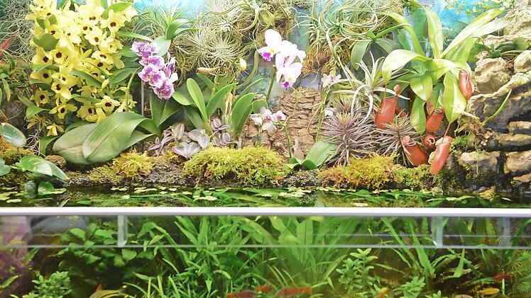 Unten im Wasser schwimmen die Fischlein, oben "an Land" gedeihen die Orchideen: Blick in Achim Wunschs Paludarium Fotos: Ronald Rinklef