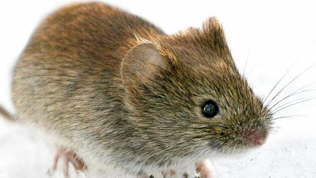 2019 erwartet das Robert-Koch-Institut viele Hantavirus-Infektionen. Begünstigt wird das von einer erhöhten Rötelmaus-Population, Foto: Kimmo Taskinen/STT-Lehtikuva/dpa