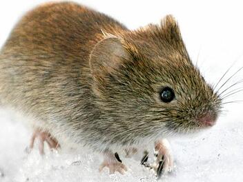 2019 erwartet das Robert-Koch-Institut viele Hantavirus-Infektionen. Begünstigt wird das von einer erhöhten Rötelmaus-Population, Foto: Kimmo Taskinen/STT-Lehtikuva/dpa