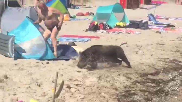 Das Schwein flüchtet durch die Gasse, die die Menschen machen...  Privatvideo/ Screenshots: SZ