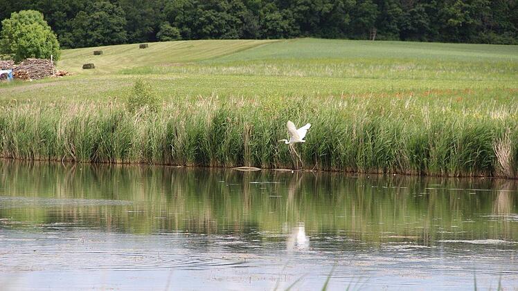 Vögel fühlen sich wohl am Bibersee bei Großwenkheim. Foto: Heike Beudert