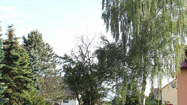 Am Spielplatz in der V.-v.-Scheffel-Straße stört die Nachbarn diese Birke. Foto: Andreas Dorsch